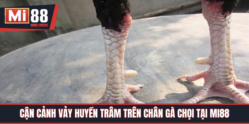 Cận cảnh vảy huyền trâm trên chân gà chọi tại Mi88