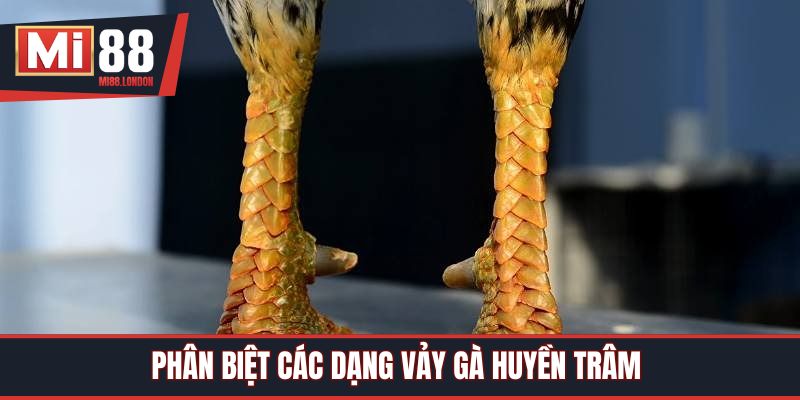 Phân biệt các dạng vảy gà huyền trâm 