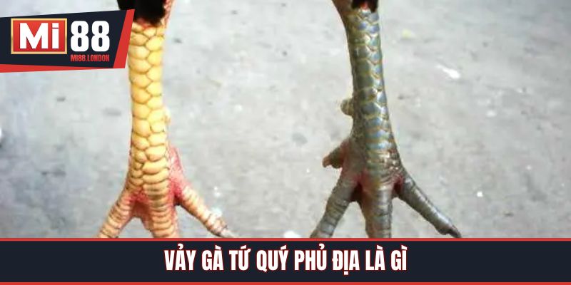 Vảy gà Tứ Quý Phủ Địa là gì